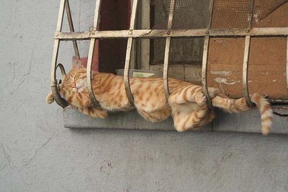 cat can sleep anywhere