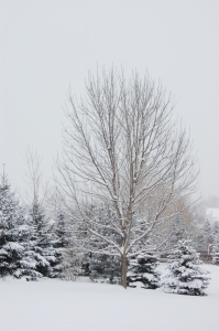 snow-covered ash