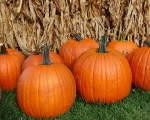 Pumpkins